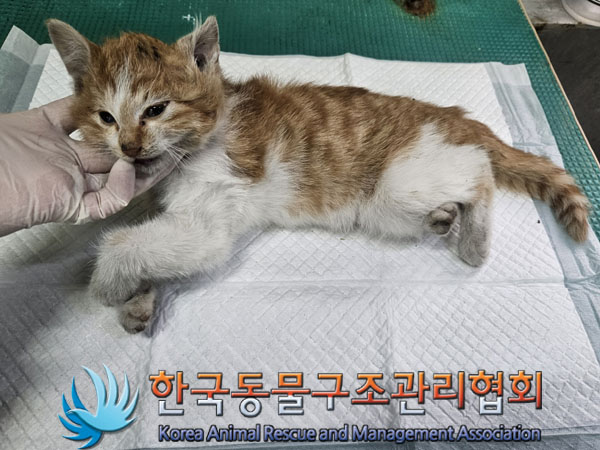 한국동물구조관리협회_411311202300992