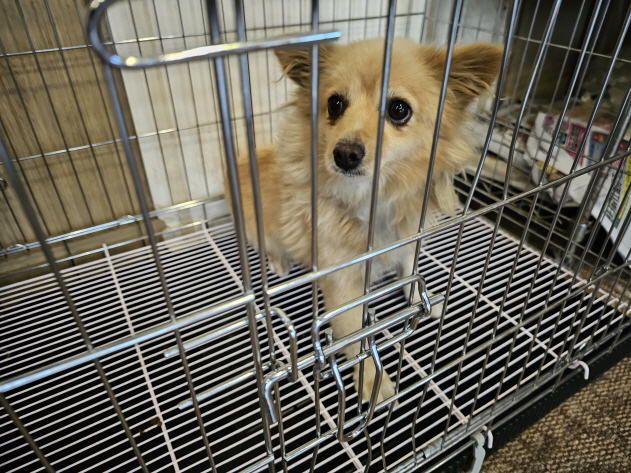 청원동물병원_445470202300912