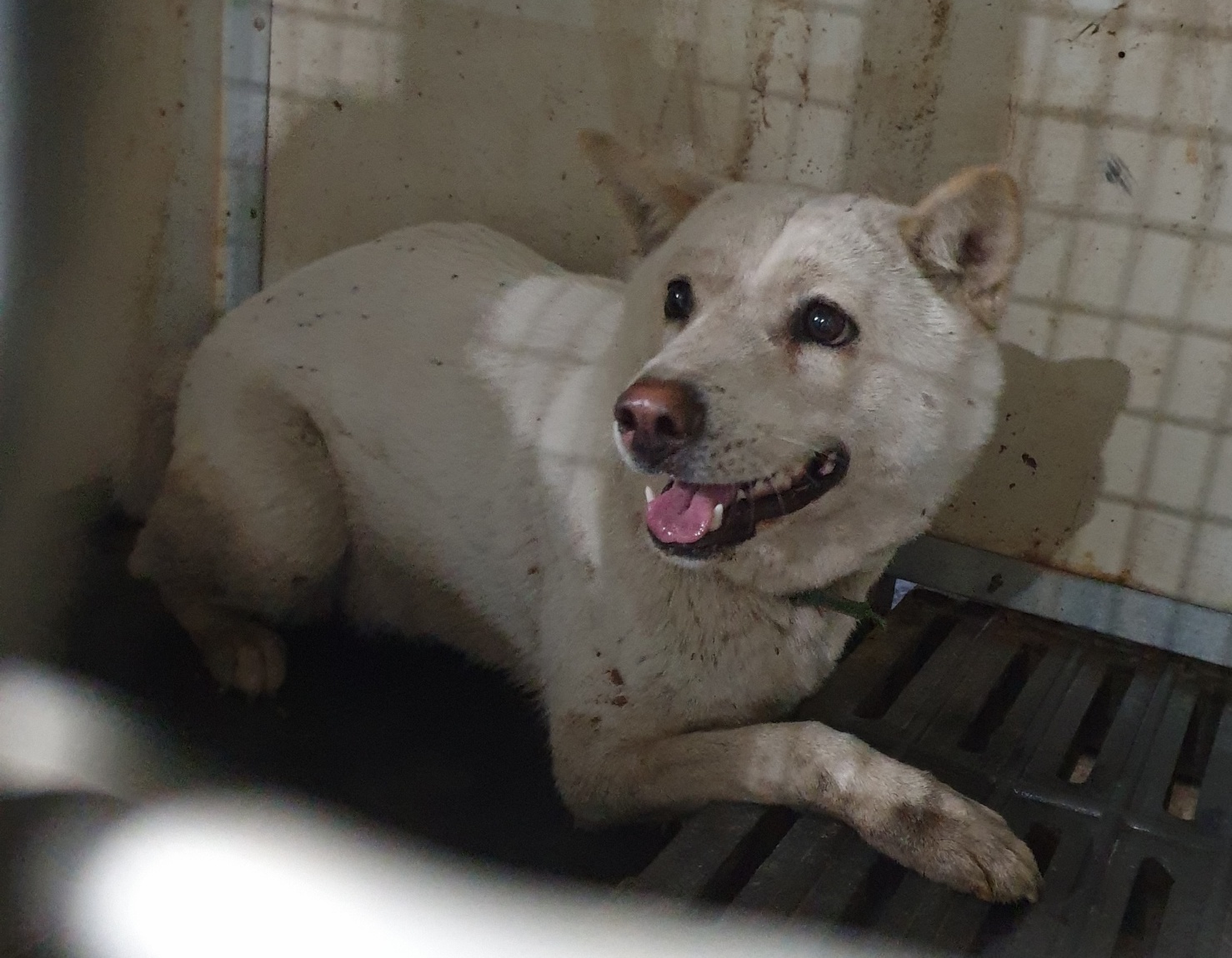남양동물보호센터_441553202303347