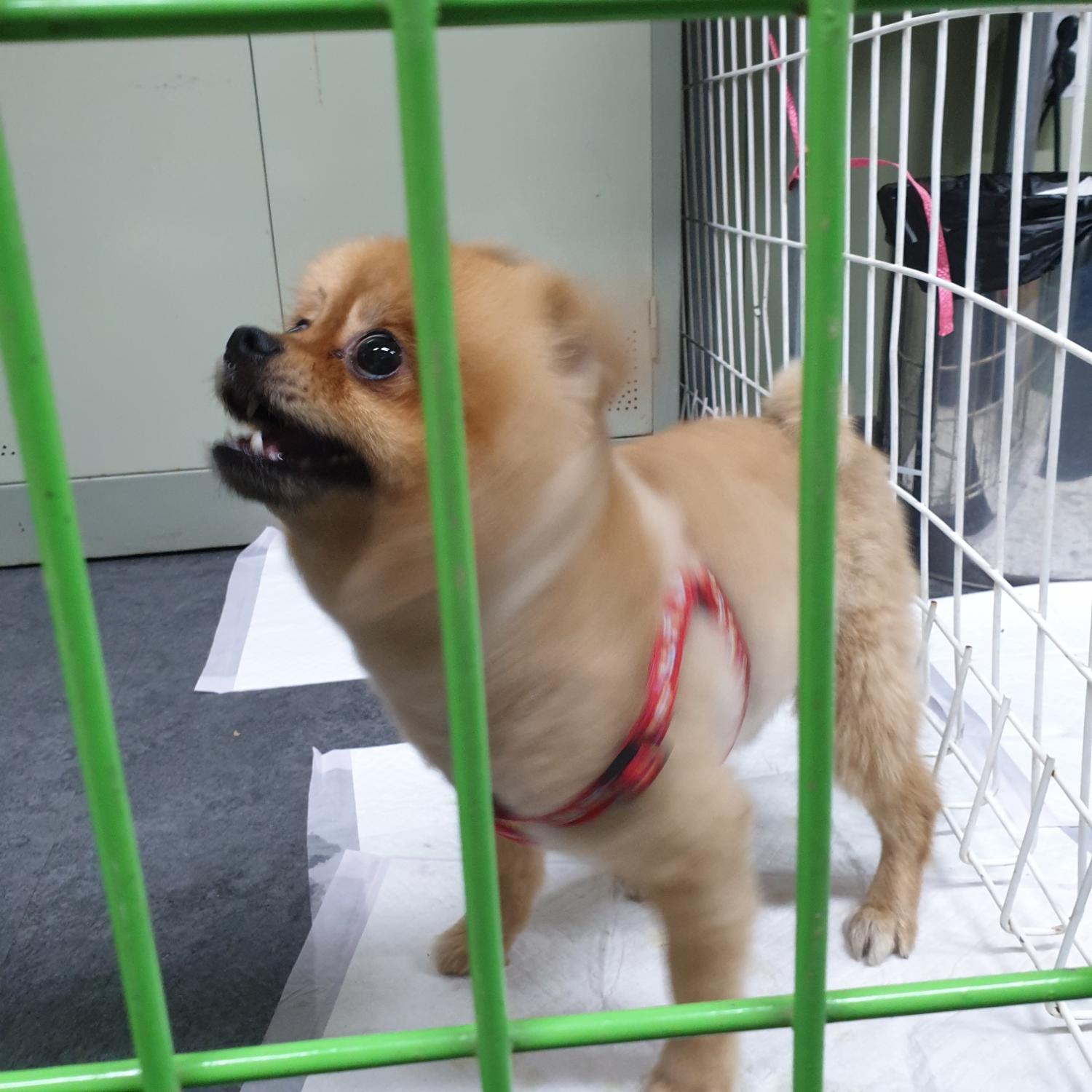 남양동물보호센터_441553202303346