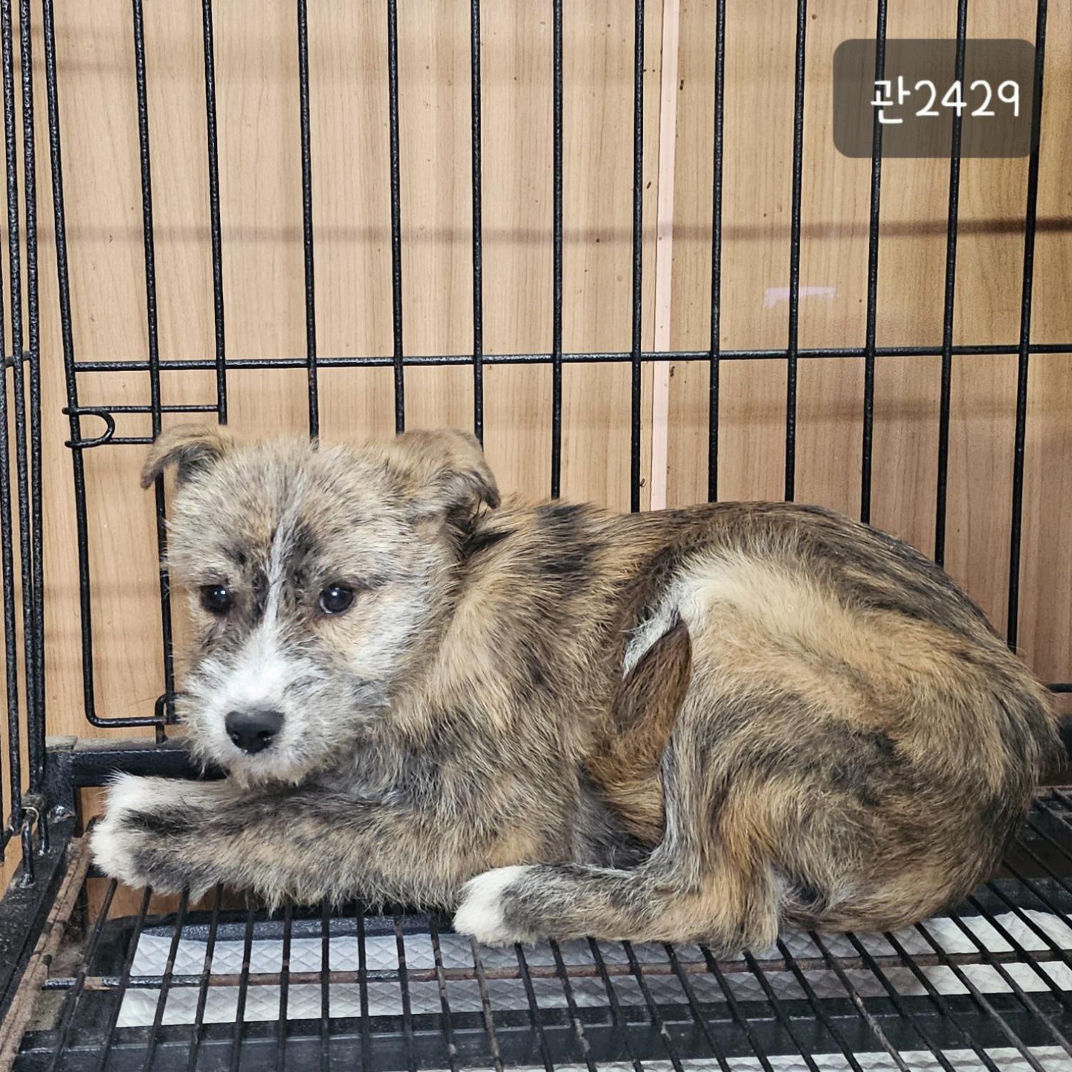 고양시동물보호센터_441394202302429