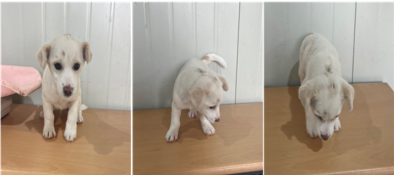부산동물보호센터_426325202300491
