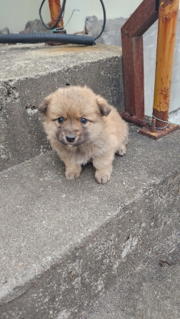익산유기동물보호소_445468202302264