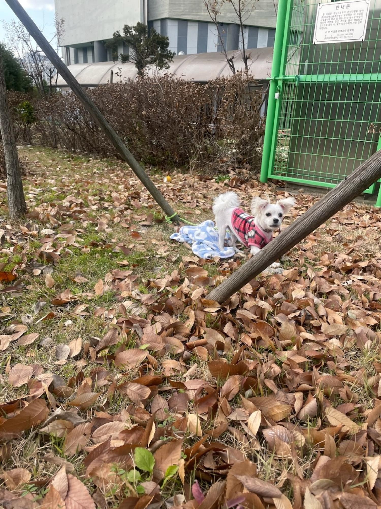 보호중 말티즈의 가…