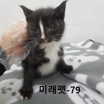 보호중 한국 고양이…
