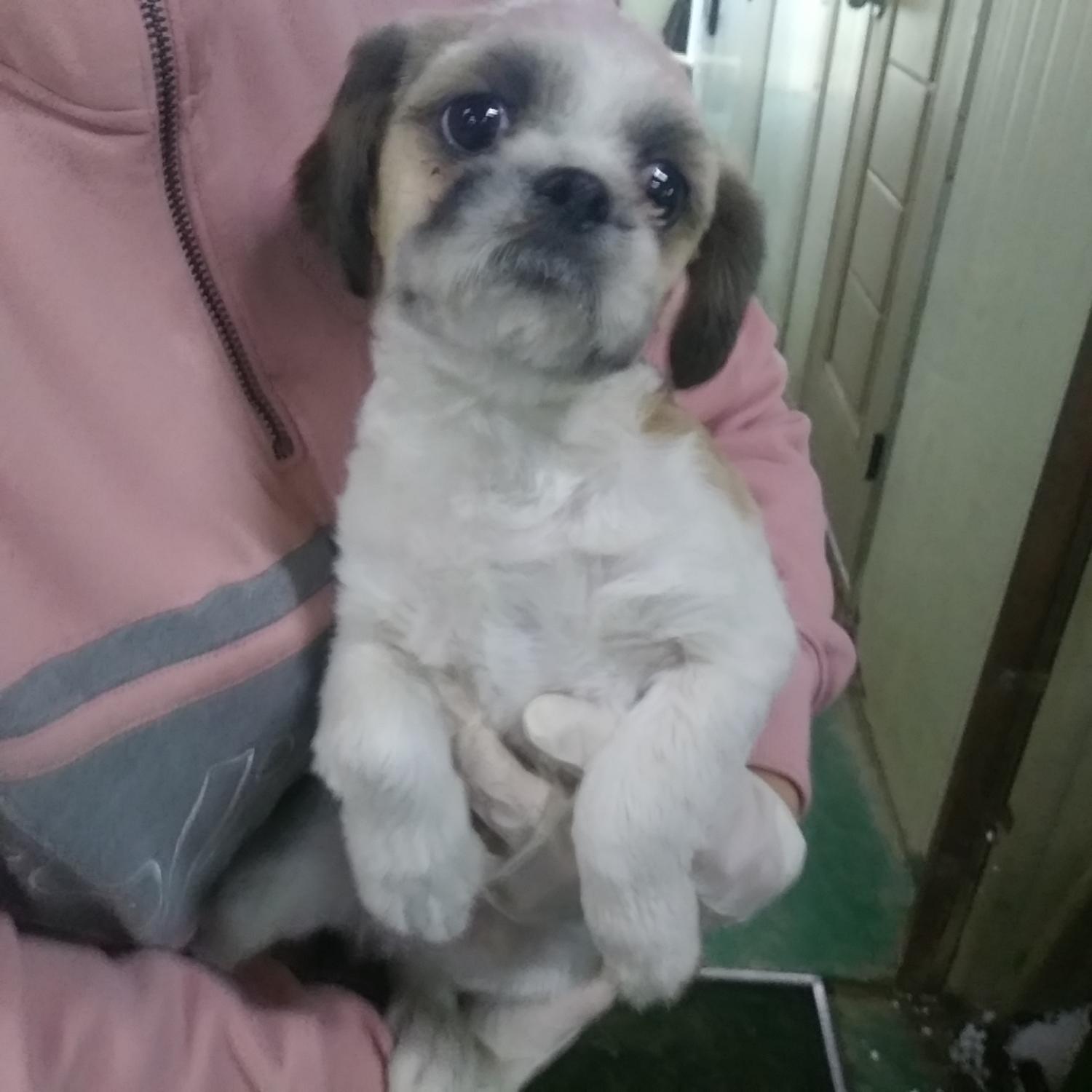 종료(입양) 시츄의…