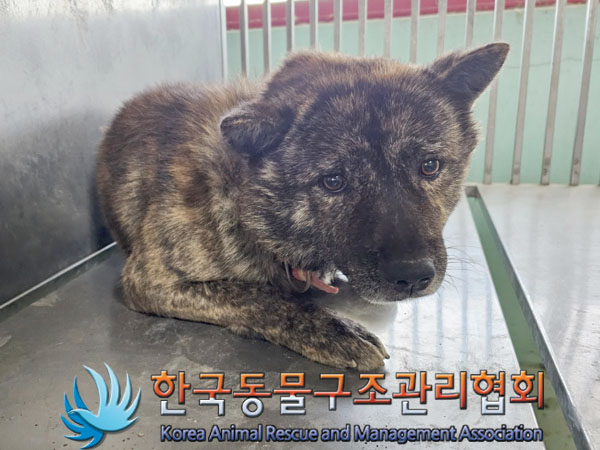 종료(안락사) 믹스…