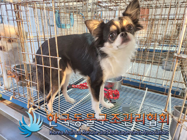 종료(입양) 치와와…