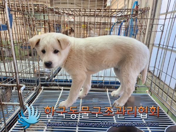 종료(안락사) 믹스…