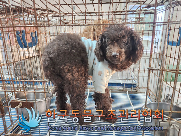 한국동물구조관리협회_441406202302036