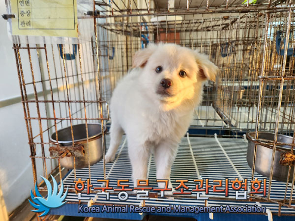 한국동물구조관리협회_411306202300862