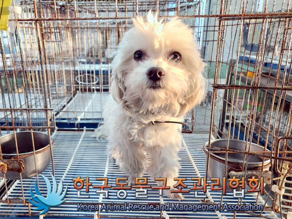 한국동물구조관리협회_411318202300565