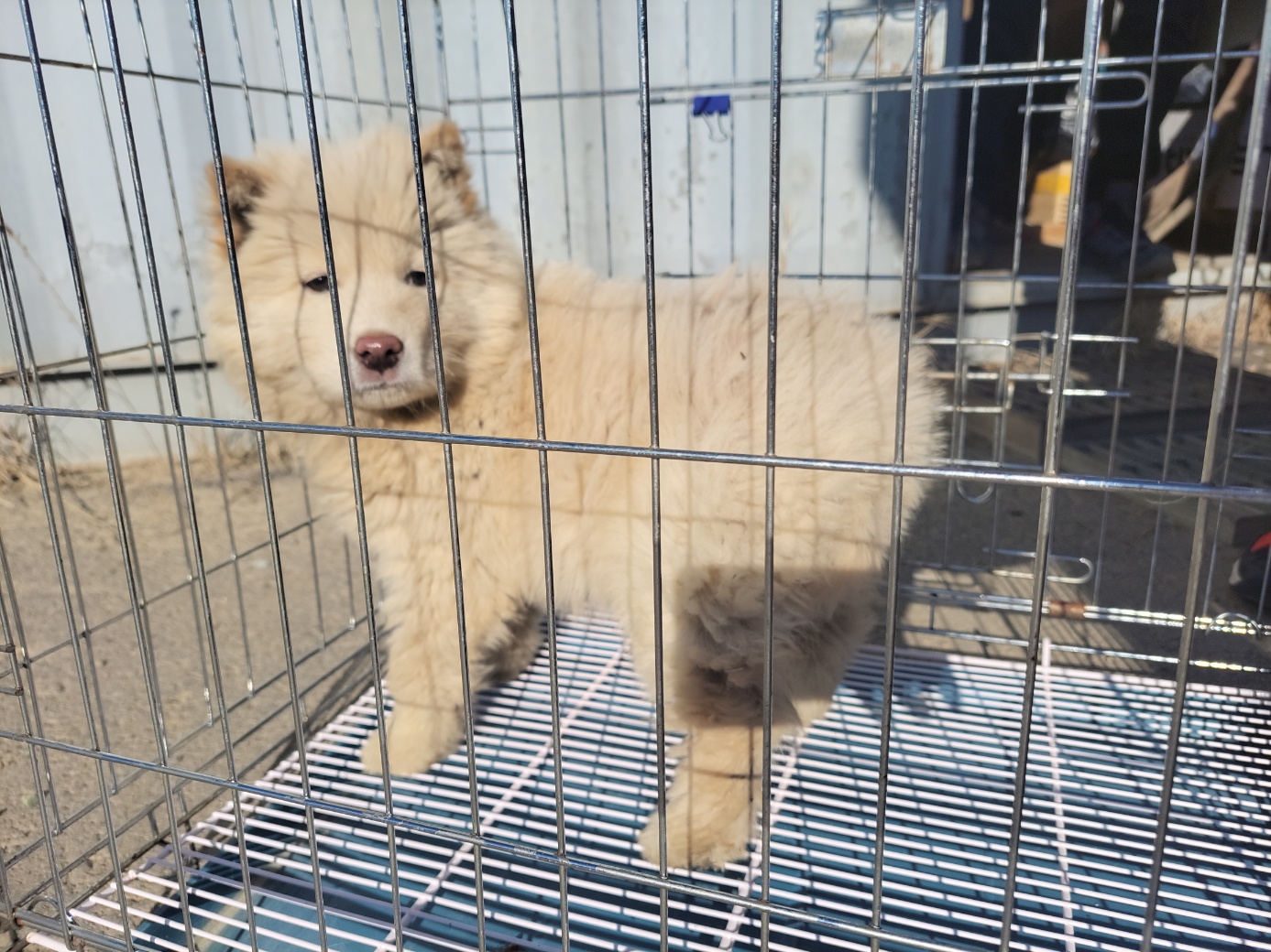 고양시동물보호센터_441394202302589