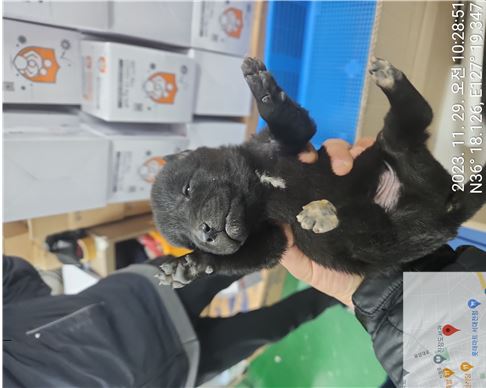 보호중 믹스견의 가…