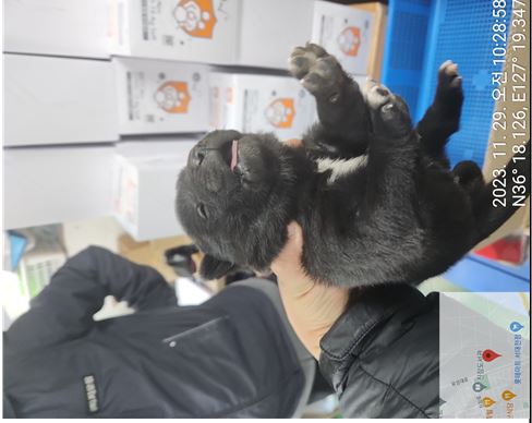 보호중 믹스견의 가…
