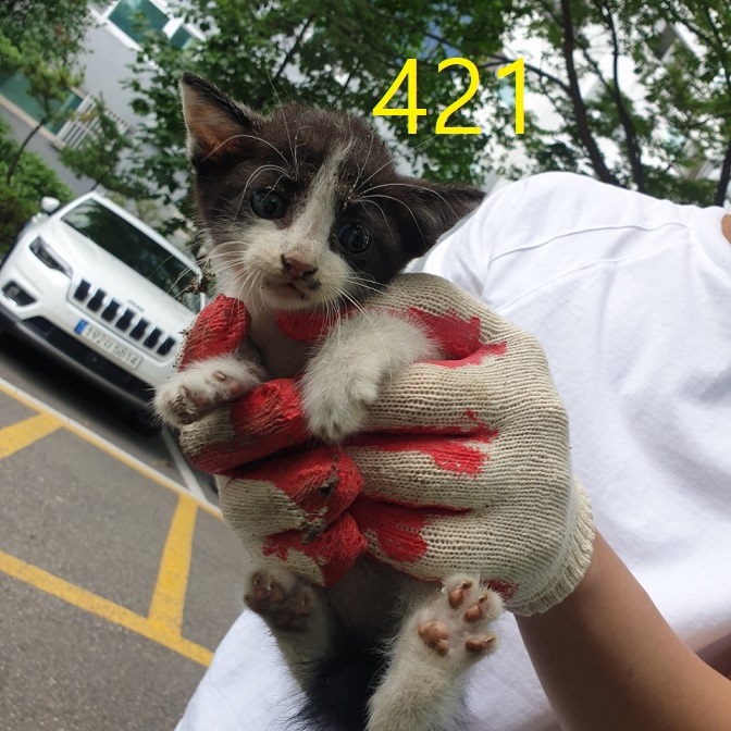 보호중 한국 고양이…