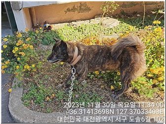 대전동물보호센터_430366202300734