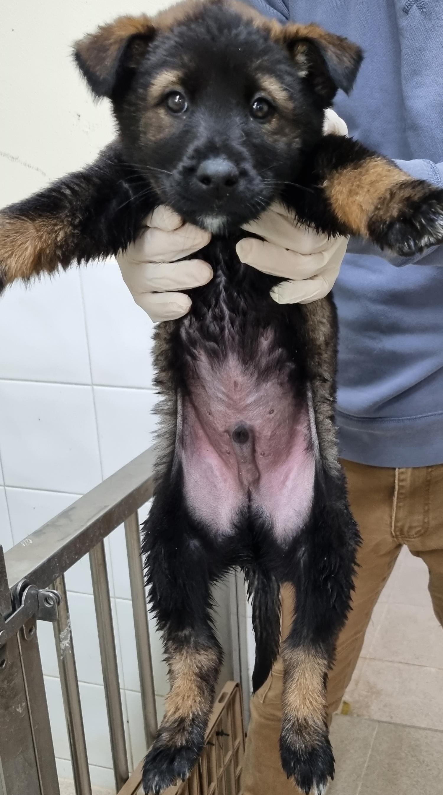 하동군유기동물보호소_448544202300482