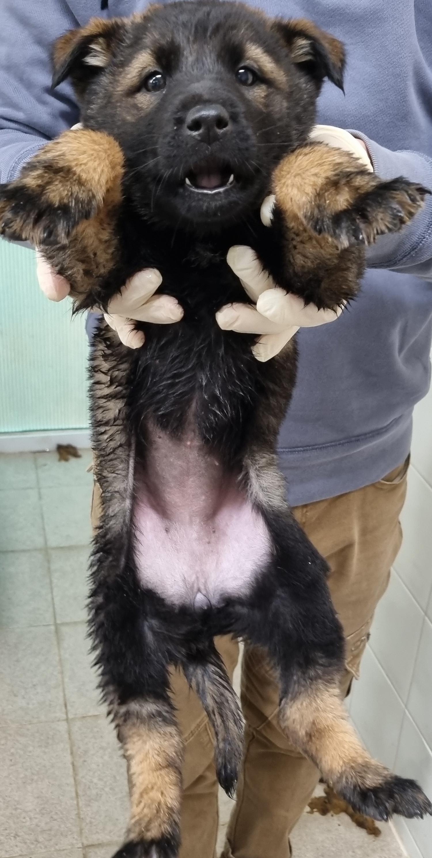하동군유기동물보호소_448544202300484