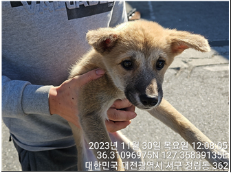 대전동물보호센터_430366202300735
