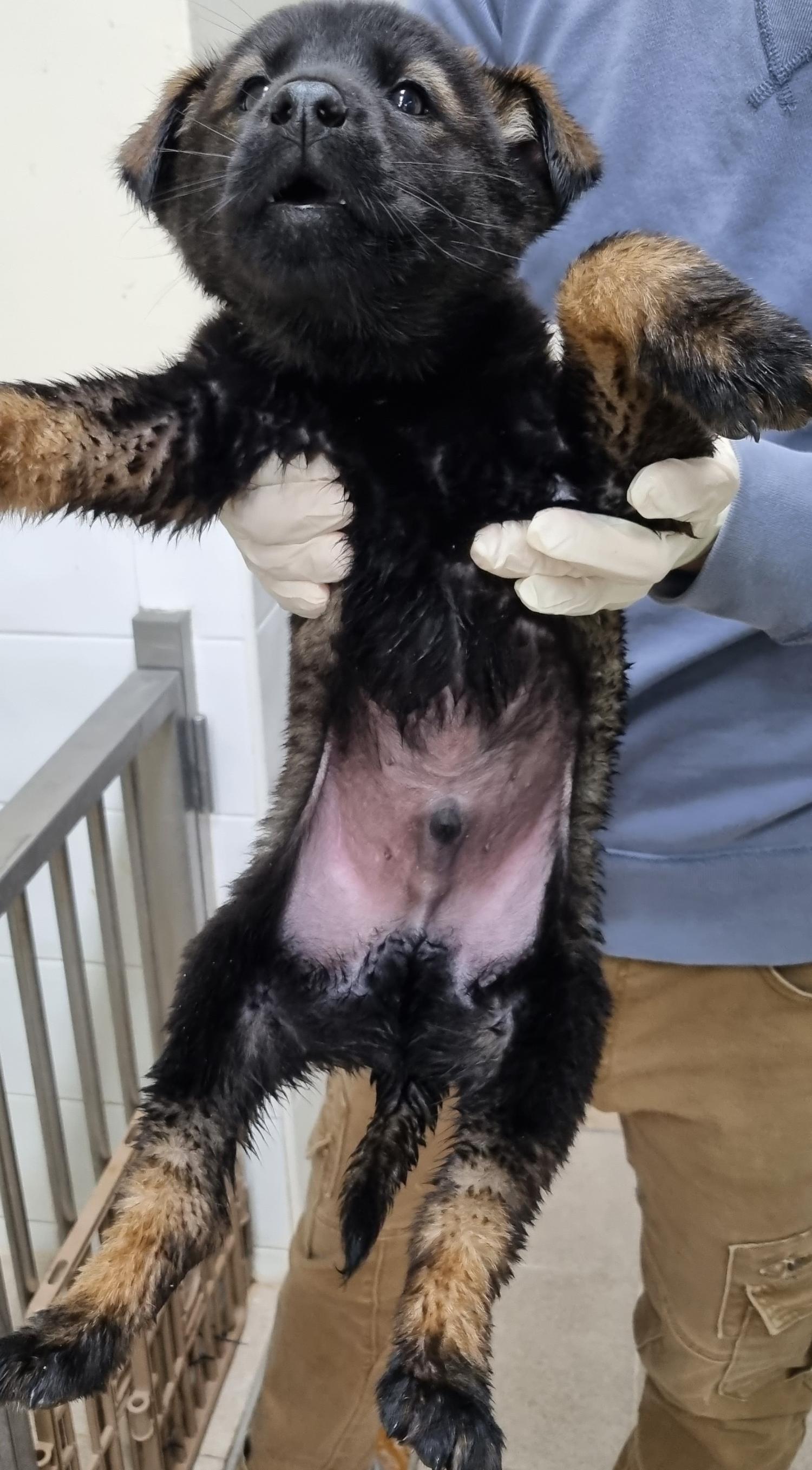 하동군유기동물보호소_448544202300483