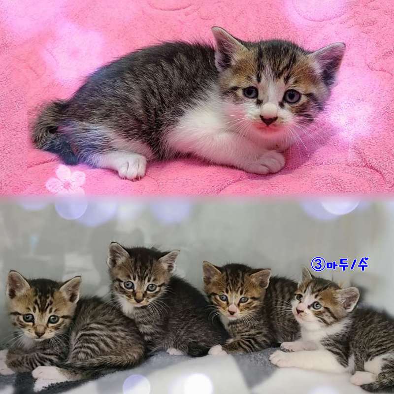 군산유기동물보호센터_445467202302563
