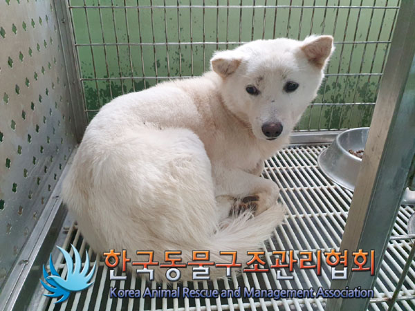종료(안락사) 믹스…