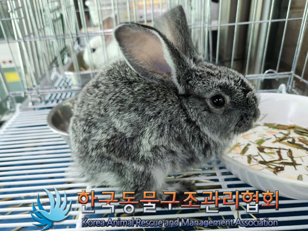 종료(입양) 토끼의…