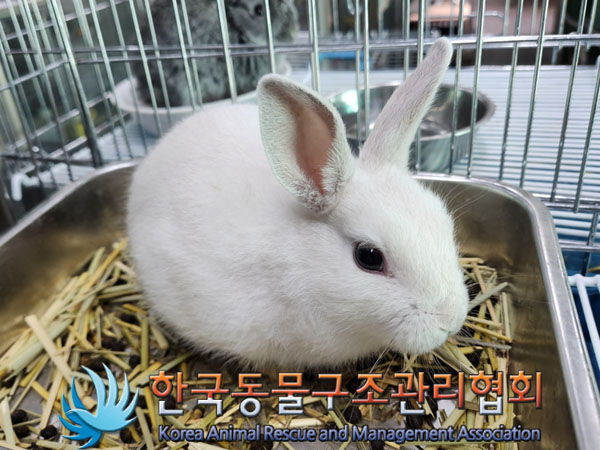 보호중 토끼의 가족…