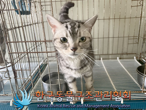 종료(입양) 아메리…