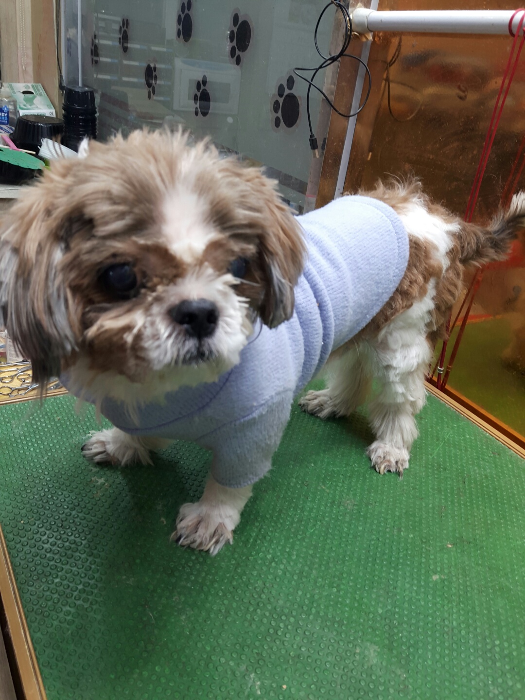 강남동물병원_431370202301258