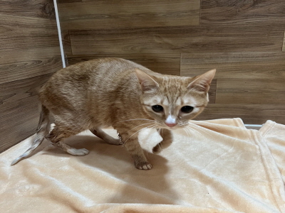 보호중 한국 고양이…