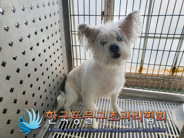 한국동물구조관리협회_411310202300615