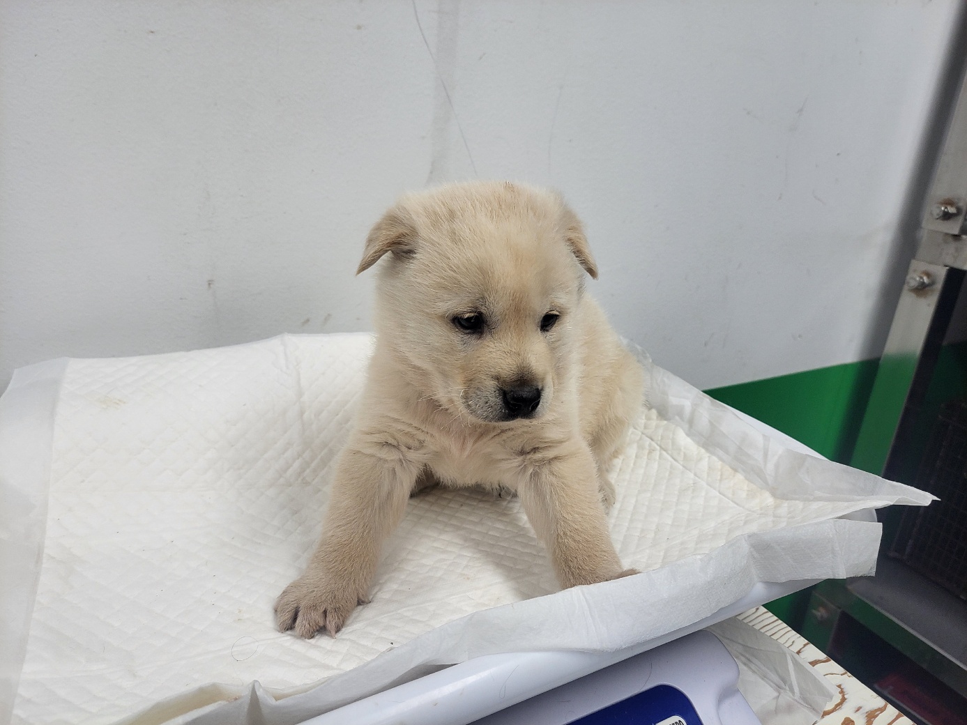 고양시동물보호센터_441394202302591