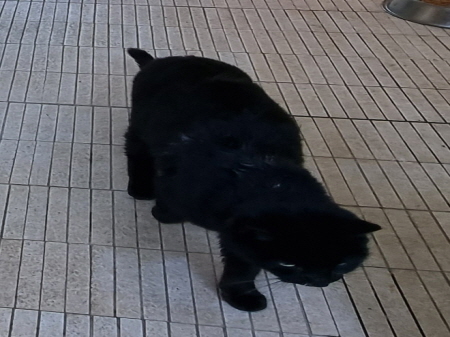 보호중 봄베이의 가…