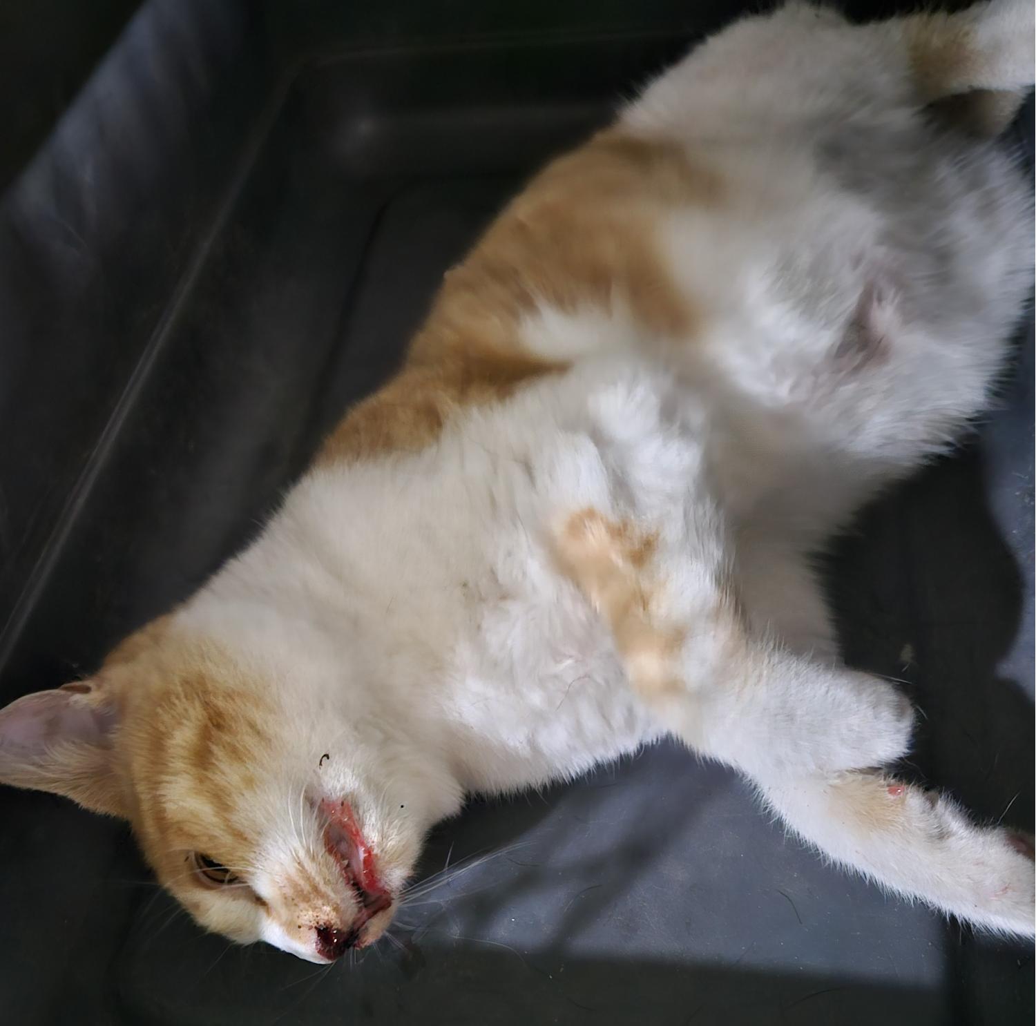대구유기동물보호센터_427342202300784