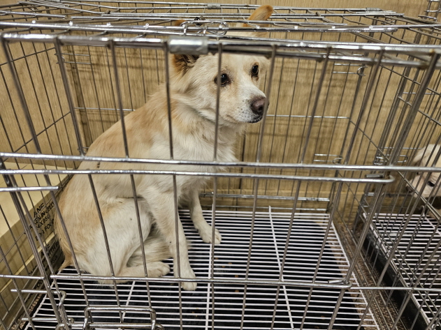 청원동물병원_445470202300958
