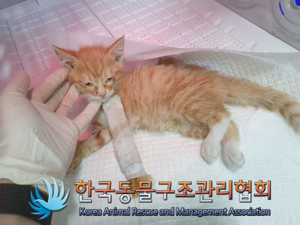 종료(자연사) 한국…