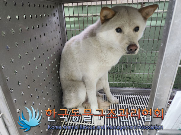 종료(입양) 믹스견…