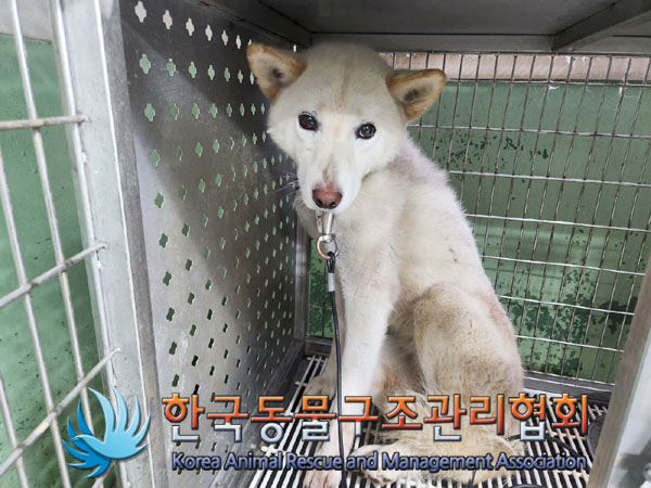 종료(반환) 믹스견…
