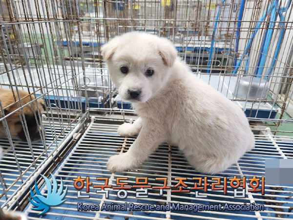 종료(자연사) 믹스…