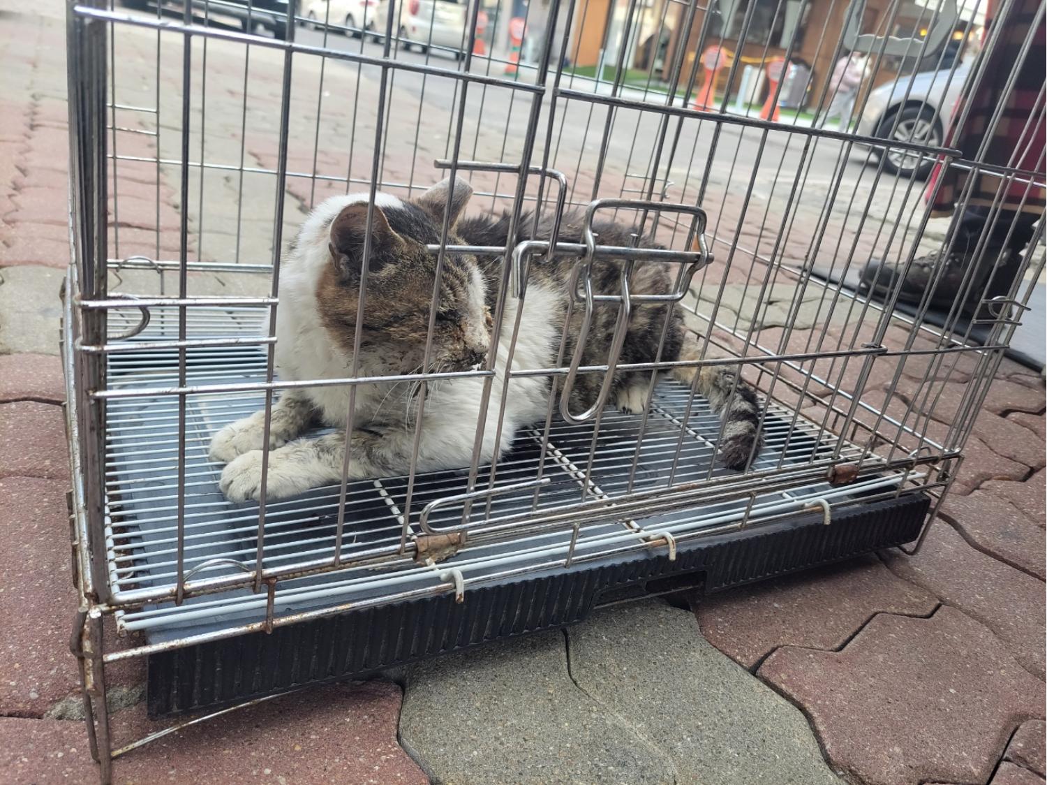 고양시동물보호센터_441394202302595