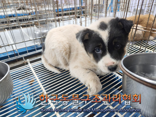 한국동물구조관리협회_441406202302045