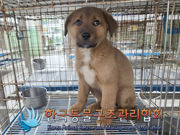 종료(안락사) 믹스…