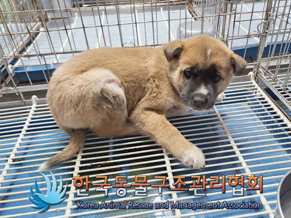 종료(자연사) 믹스…
