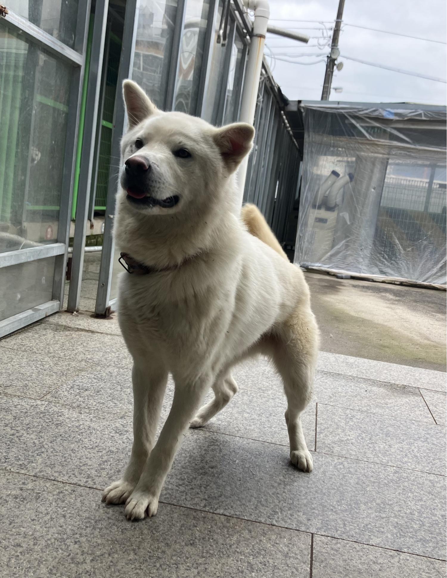 광주 동물보호소_429362202301102