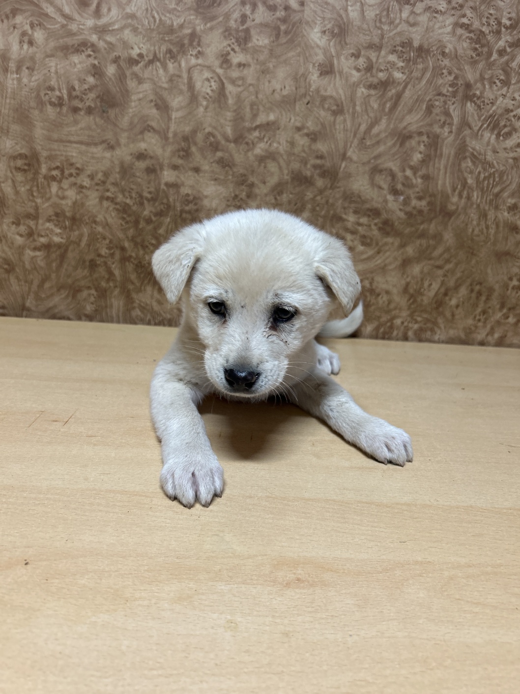 순천시유기동물보호소_446482202301236