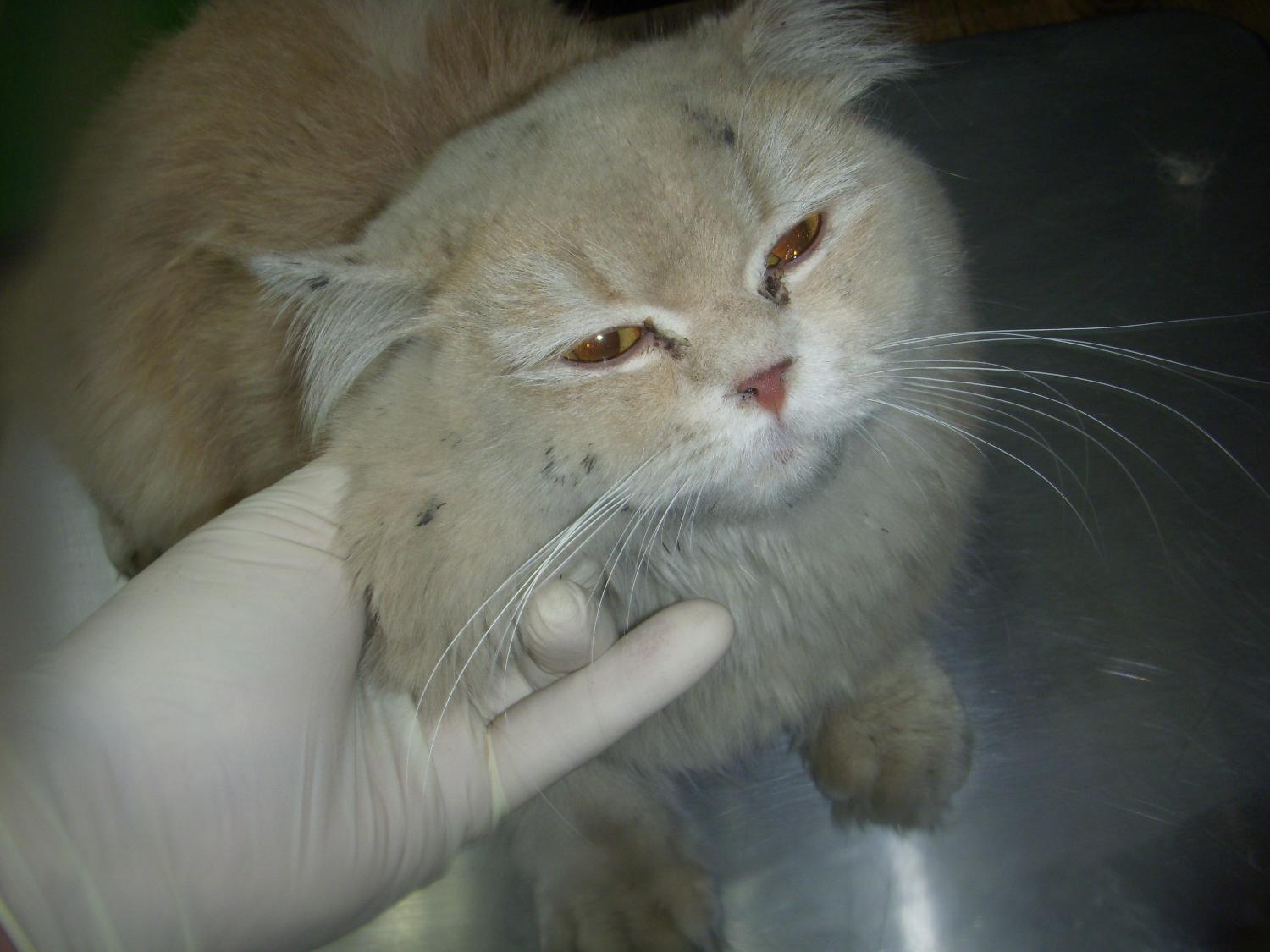 오산 유기동물보호소_441400202300893