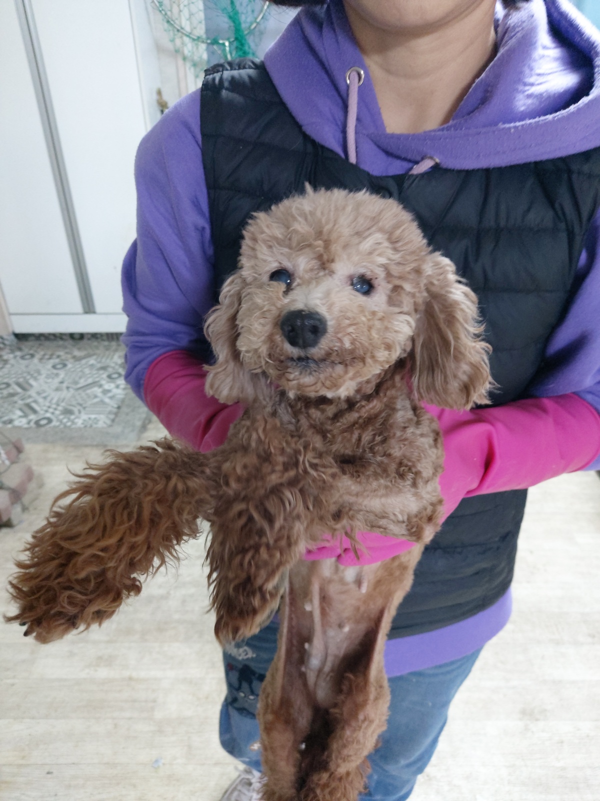 보호중 푸들의 가족…