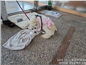 종료(반환) 믹스견…